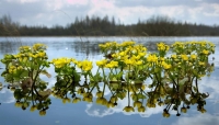Фотоэкспедиция «Полистовская весна» Фотоэкспедиция «Полистовская весна»
