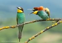 Фотоконкурс «The Comedy Wildlife Photography» Фотоконкурс «The Comedy Wildlife Photography»