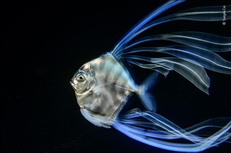 Фотоконкурс «Wildlife Photographer of the Year» 2019 Фотоконкурс «Wildlife Photographer of the Year» 2019