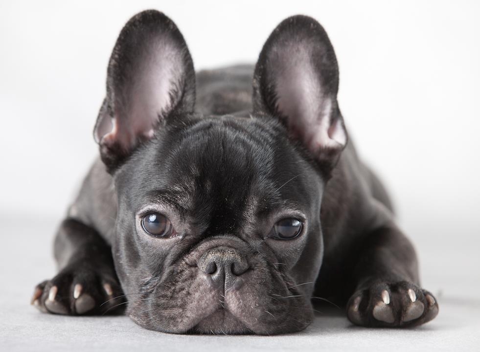 Лекция «Чем съемка домашних животных отличается от pet-photography?» Лекция «Чем съемка домашних животных отличается от pet-photography?»