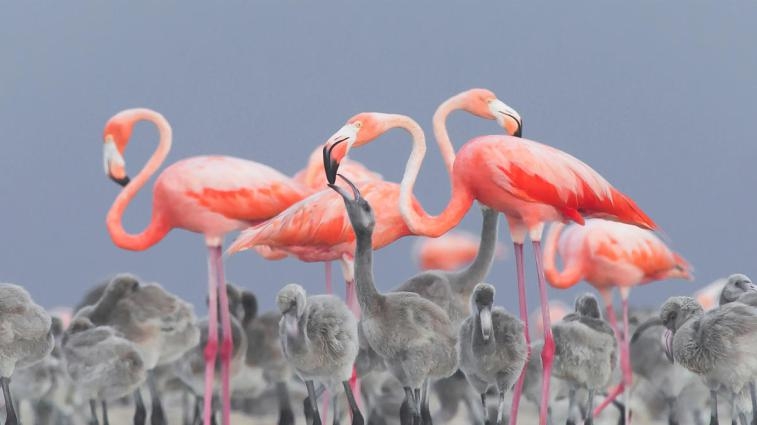 Фотоконкурс «Bird Photographer of the Year 2018»