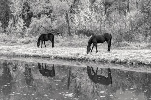Фотоконкурс «Искусство чёрно-белой фотографии» Фотоконкурс «Искусство чёрно-белой фотографии»