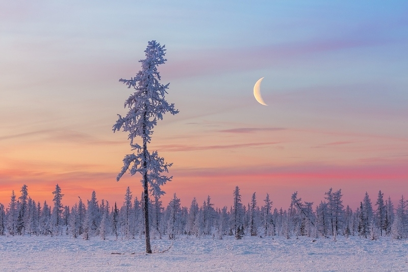 Фотовыставка «Дикая природа России» Фотовыставка «Дикая природа России»