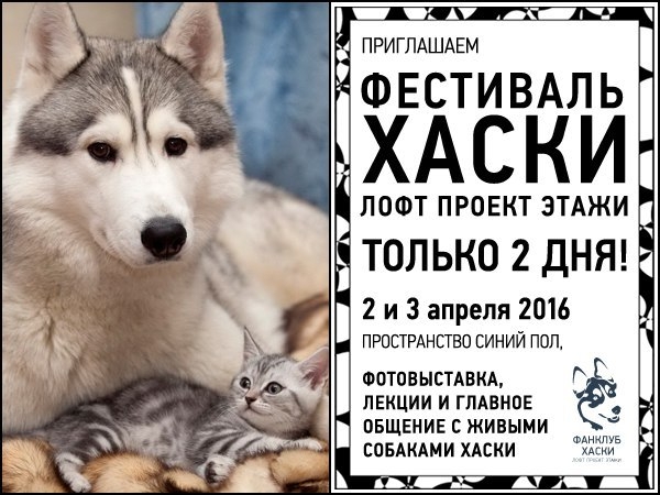 Фестиваль ХАСКИ в Лофт проекте ЭТАЖИ Фестиваль ХАСКИ в Лофт проекте ЭТАЖИ