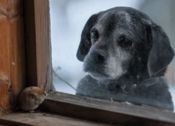 Лекция-диалог «Про котиков. Животные в кадре» Лекция-диалог «Про котиков. Животные в кадре»