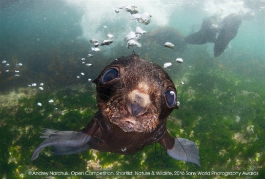 Фотовыставка Sony World Photography Awards 2016 Фотовыставка Sony World Photography Awards 2016