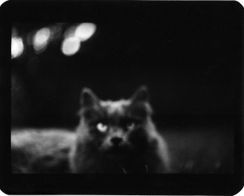 Лекция-диалог «Фотография и котики. Животные в кадре» Лекция-диалог «Фотография и котики. Животные в кадре»
