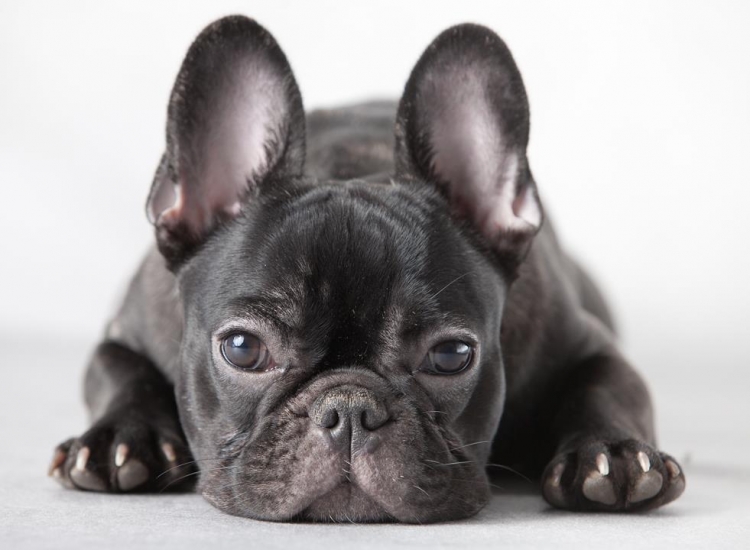 Лекция «Чем съемка домашних животных отличается от pet-photography?»