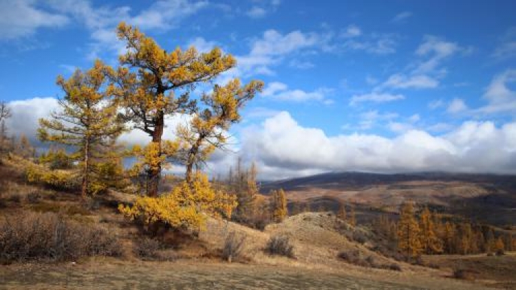 Держи Дерево Фото