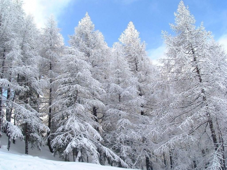 Фотоконкурс «Деревья зимой»