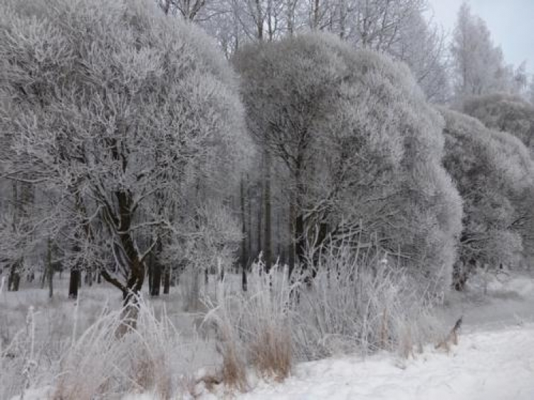 Фотоконкурс «Замерзшие деревья»