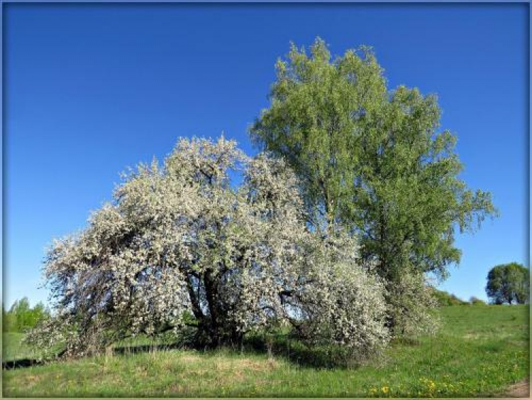 Фотоконкурс «Деревья весной»