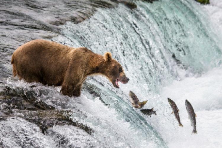 Лекция «WILD LIFE: как снимать дикую природу»