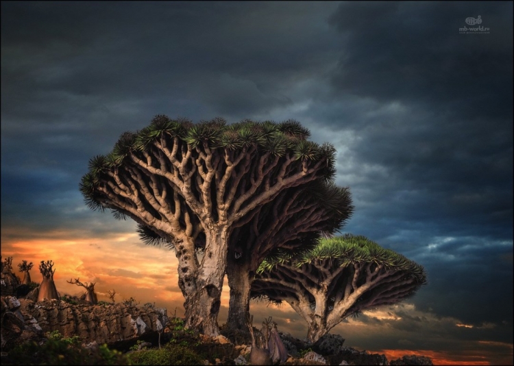 Фототур «Остров драконовых деревьев»