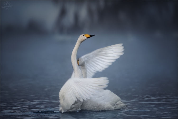 Фототур «Там, где лебеди зимуют»: зимний фототур по Горному Алтаю и Алтайскому краю