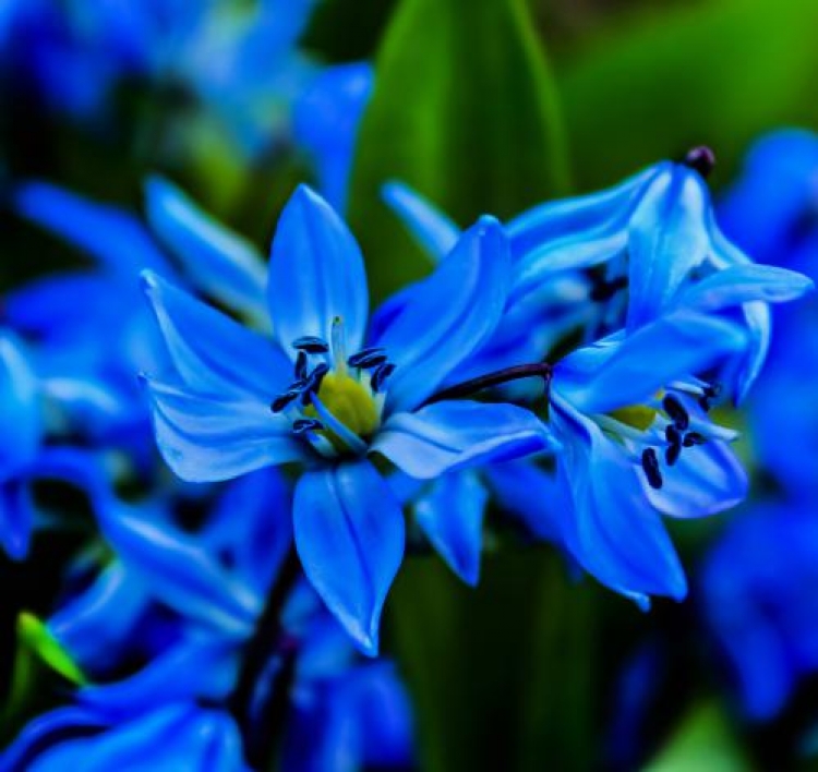 Включи голубой. Синий цветок  фото мультяшная. Корган цветок. Картинки с синим цветом без цветков. Картинки голубого цвета охрана.