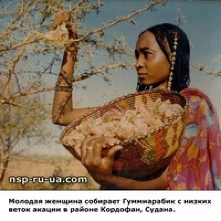 Практический семинар «Гуммиарабиковая печать»