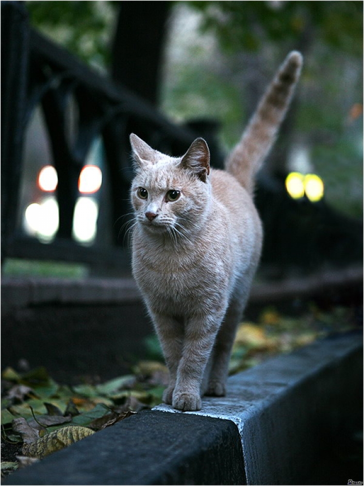 Кошка пошла. Кошка на улице. Кот идет. Серая кошка на улице. Котик гуляет.