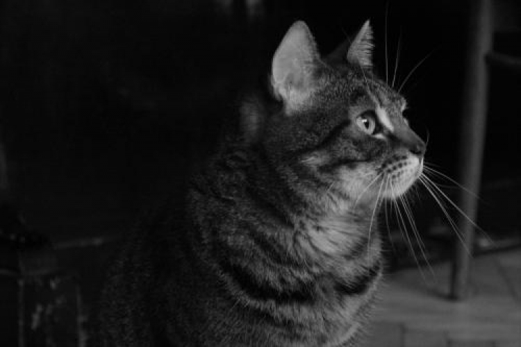 Фотоконкурс «Домашние и бродячие коты»