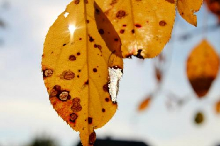 Фотоконкурс «Осенний лист»