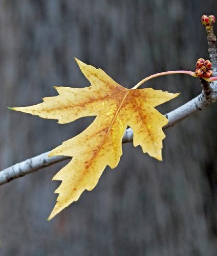 Фотоконкурс «Осенние листья»