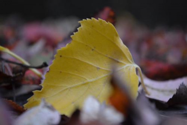 Фотоконкурс «Осенний листок»