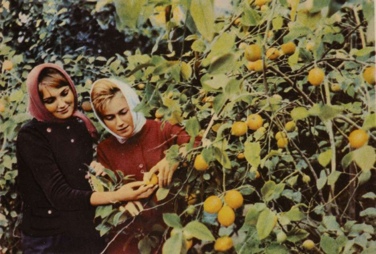 Выставочный проект «Лицевая сторона. Цветная фотооткрытка в СССР 1950–1970-х годов»