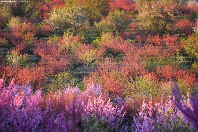 Фототур «Цветущий персик — Крым»