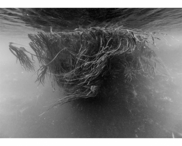 Выставка Николя Флока «Подводные пейзажи»