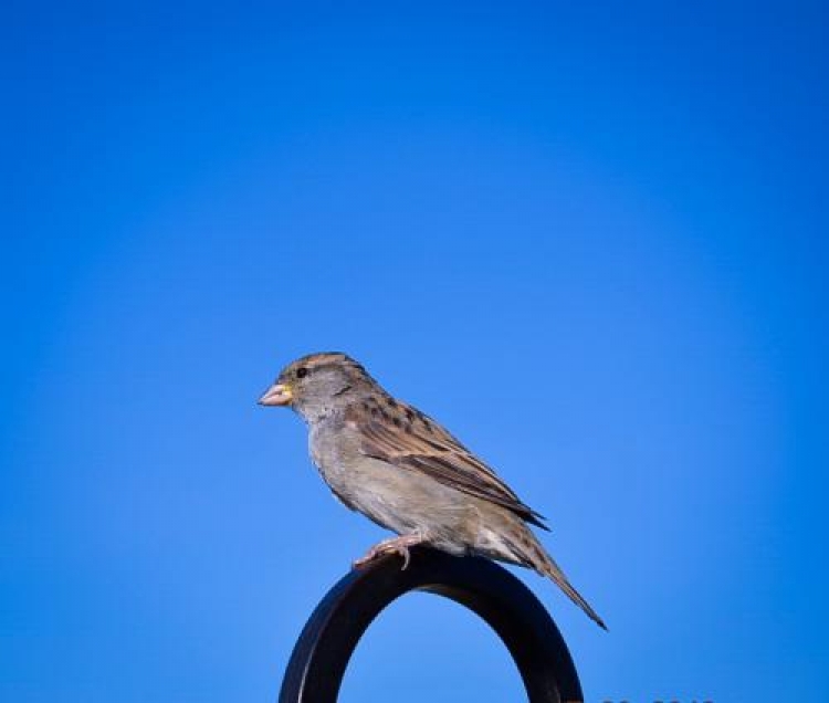 Фотоконкурс «Прелестные птицы»