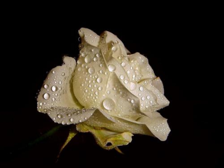 Фотоконкурс «Одинокая роза»