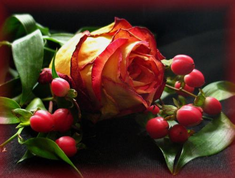 Фотоконкурс «Цветы розы»