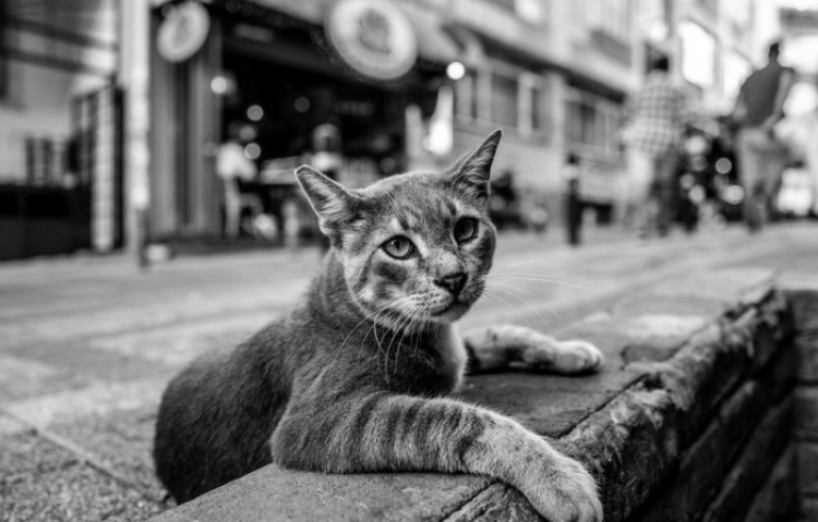 Фотоконкурс «Животные на улицах городов»