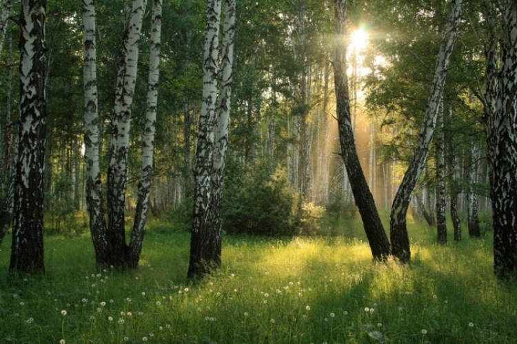 Фотоконкурс «Утро в лесу»