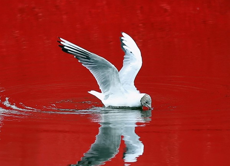 Фотовыставка «Живая вода»