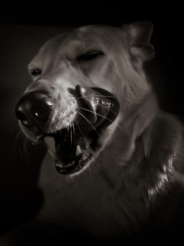 Семинар «Современная pet-фотография»