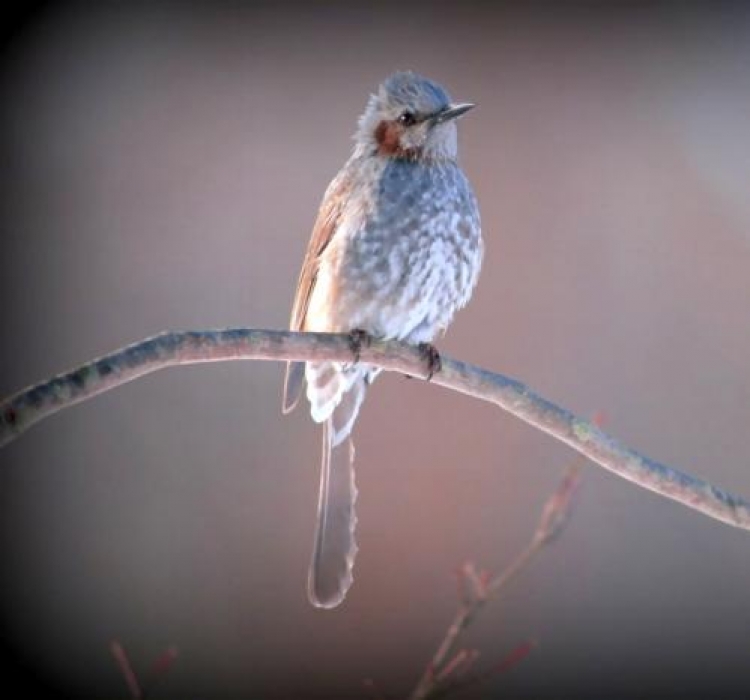 Фотоконкурс «Птицы зимой»