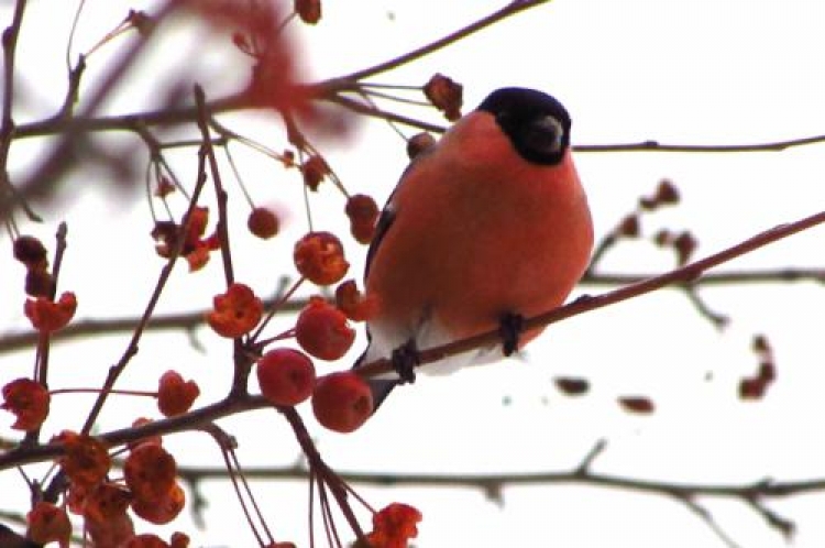 Фотоконкурс «Зимние птицы»