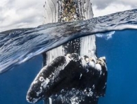 Фотоконкурс «Подводный фотограф года»