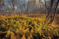 Фототур «Осенние краски Кольского полуострова»