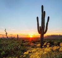 Фототур «Цветущие пустыни Аризоны»