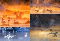 Фототур на Алтай «Дикие лебеди и застывшие водопады»