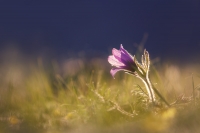 Фототур «Цветение маральника на Алтае»