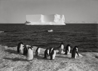 Лекция Ирины Толкачевой «Арктика и Антарктика в истории фотографии»