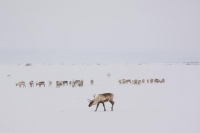 Фотоконкурс «Арктическое биоразнообразие через объектив»