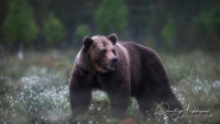 Фототур «Бурые медведи Карелии»