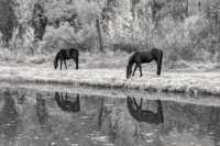 Фотоконкурс «Искусство чёрно-белой фотографии»