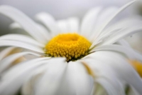 Фотоконкурс «Цветы крупным планом»