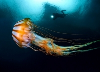 IX Фестиваль подводной фотографии «Дикий подводный мир» 