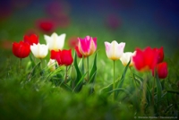 Фототур «Калмыкия: Цветение тюльпанов»
